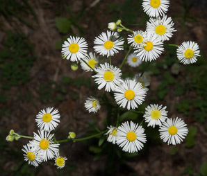 Erigeron strigosus (rough fleabane, lesser daisy fleabane, daisy fleabane)