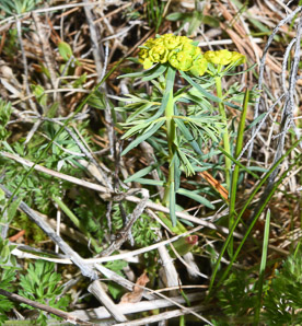 Euphorbia cyparissias (cypress spurge, spurge)
