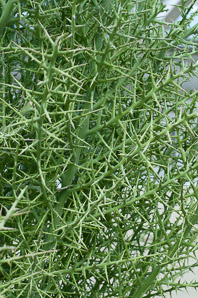 Euphorbia stenoclada (silver thicket)