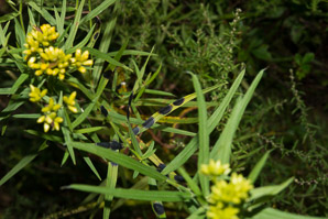 Euthamia caroliniana (slender goldentop, slender fragrant goldenrod, coastal plain flat-topped goldenrod)