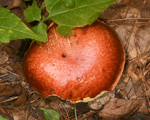 Exsudoporus frostii (Frost’s bolete, apple bolete)