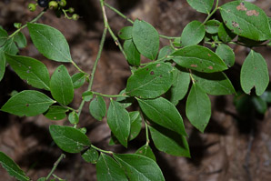 Gaylussacia baccata (black huckleberry, common huckleberry)