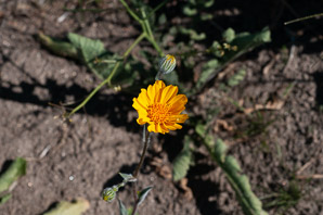 Geraea canescens (desert sunflower, hairy desert sunflower, desert gold, hairy desertsunflower)