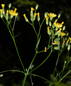 Hieracium canadense (Canada hawkweed, narrowleaf hawkweed, northern hawkweed, Canadian hawkweed)