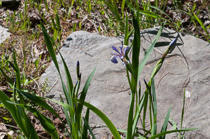 Iris prismatica (slender blue flag, blue flag)