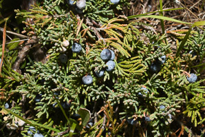 Juniperus horizontalis (creeping juniper, procumbent juniper)