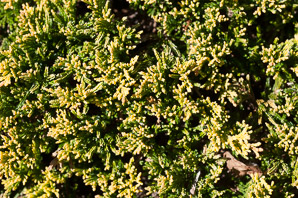Juniperus horizontalis (creeping juniper, mother lode juniper)