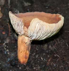 Lactarius piperatus (blancaccio)