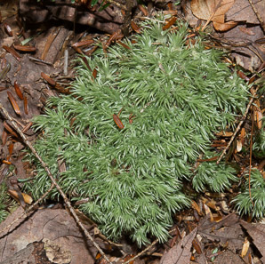 Leucobryum glaucum (pincushion moss)
