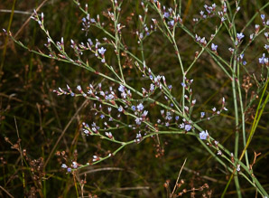 Limonium carolinianum (Carolina sea-lavender, canker root, ink root, marsh root, lavender thrift, American thrift, seaside thrift)