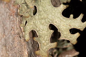Lobaria pulmonaria (lungwort, tree lungwort, lung lichen, lung moss, oak lungs)