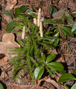 Lycopodium dendroideum (prickly tree clubmoss)