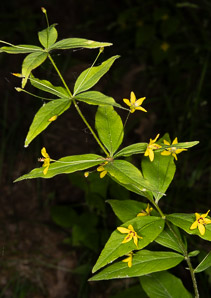 Lysimachia quadrifolia (whorled loosestrife, yellow whorled loosestrife, whorled yellow loosestrife)