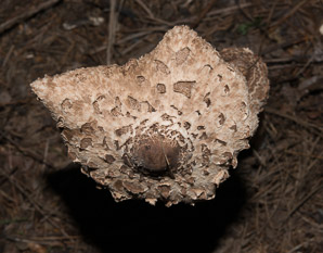 Macrolepiota rachodes (shaggy parasol mushroom)