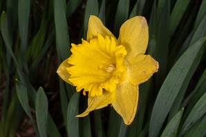 Narcissus ‘Yellow (trumpet daffodil)