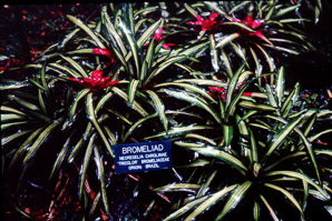 Neoregelia carolinae (blushing bromeliad)