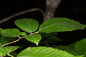 Ostrya virginiana (Eastern hophornbeam, ironwood, hophornbeam, hop-hornbeam)