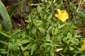 Oxalis dillenii (oxalis, common yellow wood-sorrel, common yellow woodsorrel, yellow wood-sorrel, common yellow oxalis)