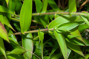 Panicum L. (panicgrass)