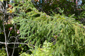 Picea mariana (black spruce)