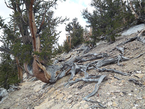 Pinus longaeva (bristlecone pine, intermountain bristlecone pine, great basin bristlecone pine)
