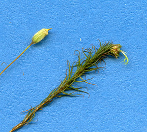 Polytrichum commune (common haircap moss, haircap moss)