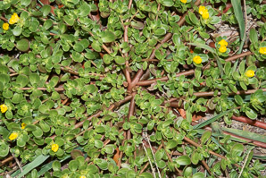 Portulaca oleracea (common purslane, pussley, pursley, pressley, wild portulaca, little hogweed)