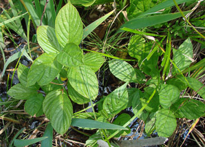 Rhamnus alnifolia (alderleaf buckthorn)