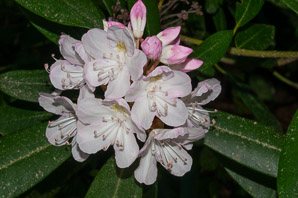 Rhododendron maximum (great rhododendron, great laurel, rosebay rhododendron, American rhododendron, big rhododendron, great rhododendon)