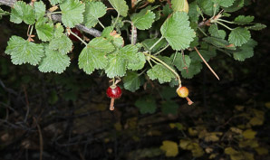 Ribes rubrum (red currant)