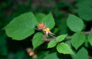 Rubus phoenicolasius (wineberry, wine raspberry, Japanese wineberry)