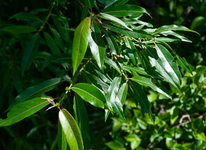 Salix nigra (black willow)
