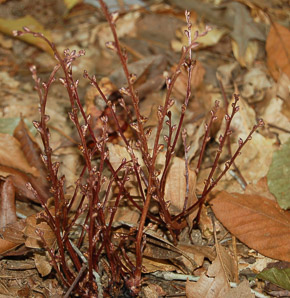 Salvia lyrata (lyreleaf sage)