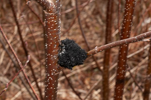 Scorias spongiosa (sooty mold fungus)