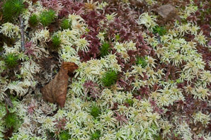 Sphagnum magellanicum (Magellanic bogmoss)