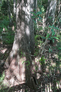 Taxodium distichum (bald cypress, baldcypress, cypress, southern cypress, white-cypress, red-cypress, swamp cypress, pond cypress, bald-cypress, southern-cypress, tidewater red-cypress, gulf-cypress, pondcypress)