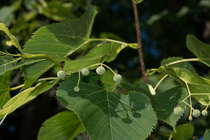 Tilia americana (American basswood, American linden)
