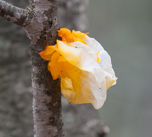 Tremella mesenterica (golden jelly fungus)