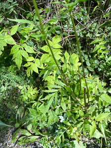 Valeriana officinalis (valerian)