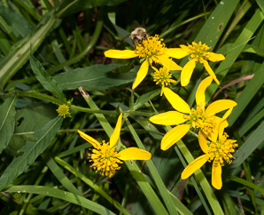 Verbesina alternifolia (wingstem, yellow ironweed)