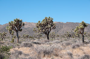 Yucca brevifolia (Joshua tree)