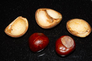 Aesculus × (red horse-chestnut)