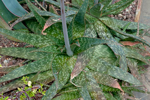 Aloe mubendiensis (Mubende aloe)
