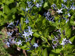 Amsonia ‘Blue (blue star)