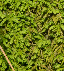 Anomodon attenuatus (tree-skirt moss, poodle moss, anomodon moss)