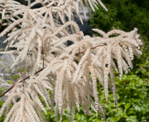 Aruncus dioicus (child of two worlds goat’s beard)