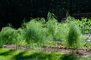 Asparagus officinalis (asparagus, wild asparagus)