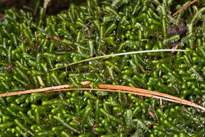 Bazzania trilobata (leafy liverwort)