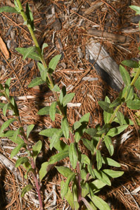 Berteroa incana (hoary alyssum, hoary alison, hoary false alyssum, sandvita, hoary asylum)