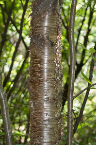 Betula alleghaniensis (yellow birch)